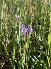 Brodiaea minor
