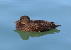 Anas platyrhynchos