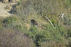 Cervus elaphus