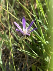 Brodiaea minor