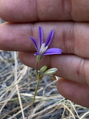 Brodiaea minor