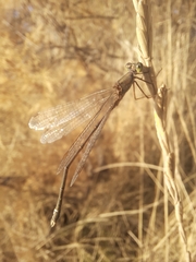 Chalcolestes parvidens