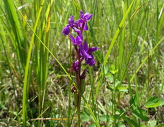 Anacamptis palustris