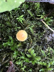 Galerina