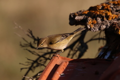 Phylloscopus collybita