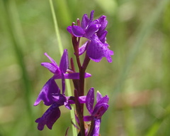 Anacamptis palustris
