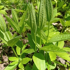 Clematis integrifolia