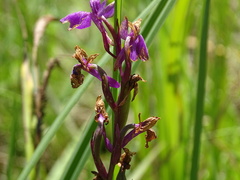 Anacamptis palustris