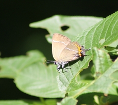 Satyrium w-album