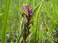 Anacamptis palustris