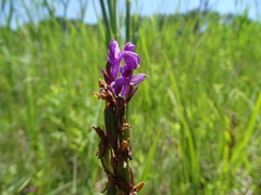 Anacamptis palustris