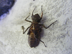 Neurocordulia yamaskanensis