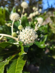 Fatsia