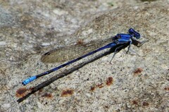 Argia munda