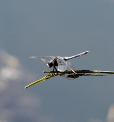 Leucorrhinia caudalis