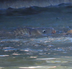 Cyprinus carpio