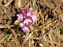 Thymus praecox