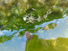 Pelophylax bedriagae