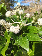 Fatsia