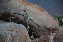 Laudakia nupta nupta