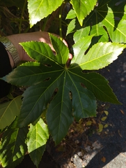 Fatsia