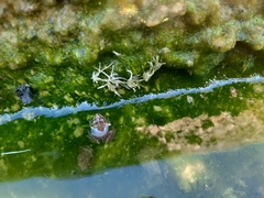 Pelophylax bedriagae