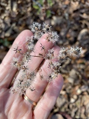 Eupatorieae