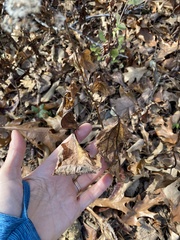 Eupatorieae