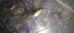 Gambusia affinis