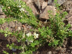 Acantholippia seriphioides