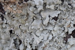 Flavoparmelia caperata