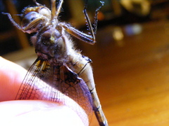 Neurocordulia yamaskanensis