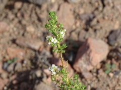 Acantholippia seriphioides