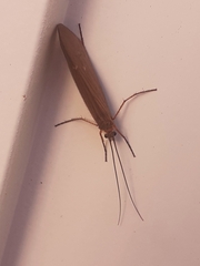 Trichoptera