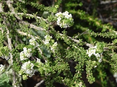 Acantholippia seriphioides