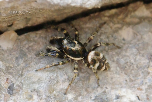 skákavka pruhovaná (Salticus scenicus)