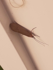 Trichoptera