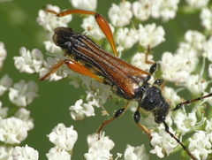 Stenopterus rufus