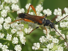 Stenopterus rufus