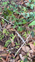 Oplismenus hirtellus