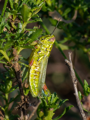 Hesperotettix viridis