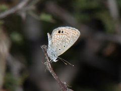 Hemiargus ceraunus astenidas