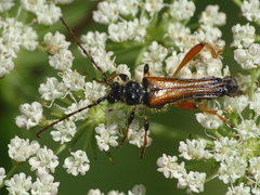 Stenopterus rufus
