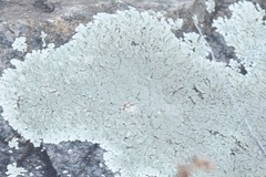 Xanthoparmelia plittii