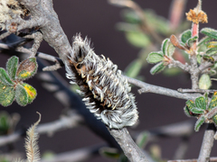 Megalopyge opercularis