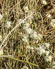 Alternanthera