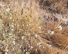 Alternanthera