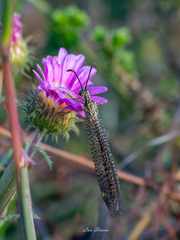 Brachynemurus versutus