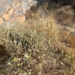 Alternanthera