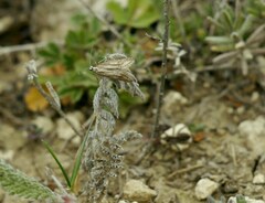 Deuterotinea casanella